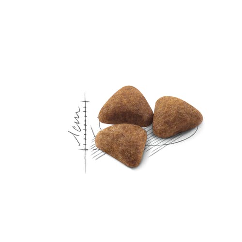 16-indoor-27 غذای خشک گربه رویال کنین