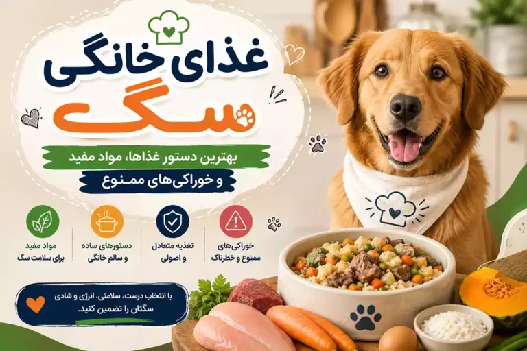 غذای خانگی سگ | بهترین دستور غذاها، مواد مفید و خوراکی‌های ممنوع