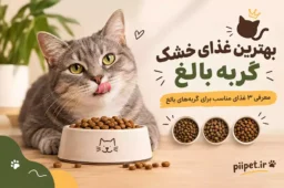 بهترین غذای خشک گربه بالغ | معرفی ۳ غذای مناسب برای گربه‌های بالغ