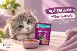 بهترین پوچ گربه برای مصرف روزانه | معرفی ۳ پوچ پرفروش و باکیفیت