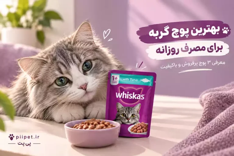 بهترین پوچ گربه برای مصرف روزانه | معرفی ۳ پوچ پرفروش و باکیفیت