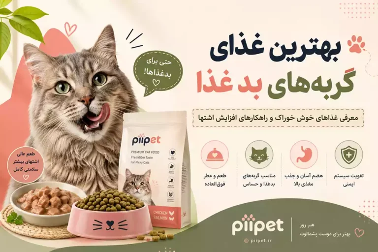 بهترین غذای گربه برای گربه‌های بدغذا؛ معرفی غذاهای خوش‌خوراک و راهکارهای افزایش اشتها