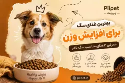 بهترین غذای سگ برای افزایش وزن؛ معرفی ۳ غذای مناسب سگ لاغر