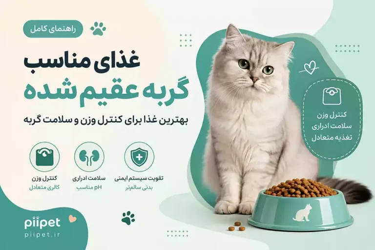 غذای مناسب گربه عقیم شده؛ بهترین غذا برای کنترل وزن و سلامت گربه